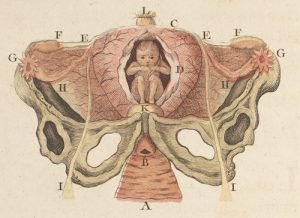 baby in uterus diagram