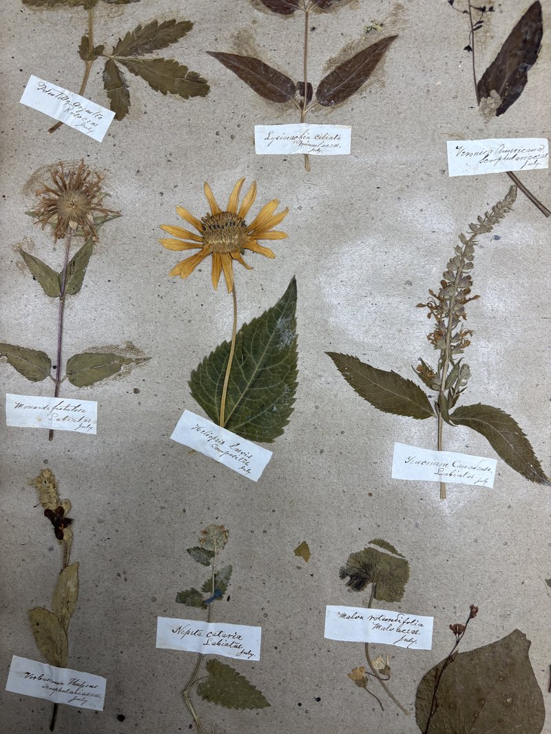 Mounted specimens of plants and flowers