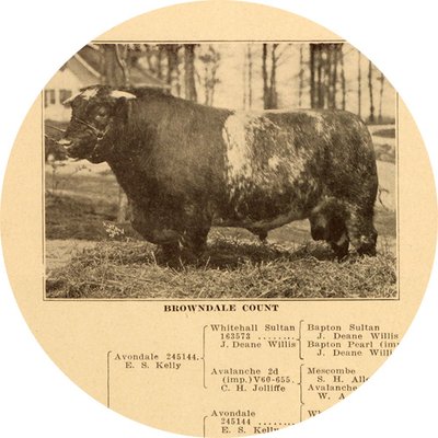Black-and-white photograph and breeding history of bull, Browndale Count. image is cropped into a circle shape.